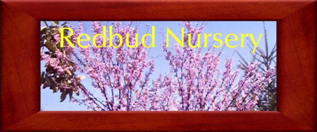 Redbud Nursery